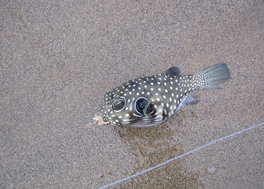 Fly Fishing Hawaii Big Island